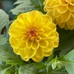 Pomponetta Yellow